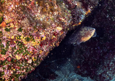 Ventotene escrursioni subacquee