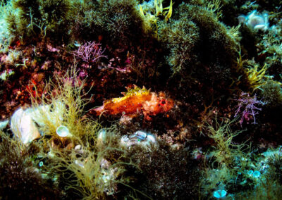 Ventotene escrursioni subacquee